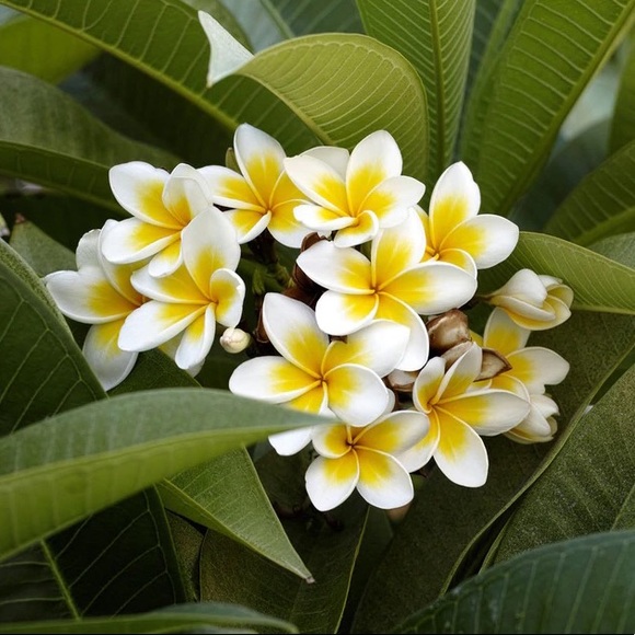 🧡 - Picture 4 of 4